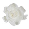 DC Pres.Gardenia white