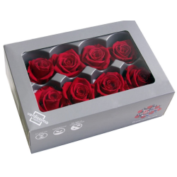 DC Pres.Roses Medium BURGUNDIA