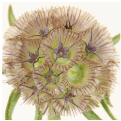 Scabiosa Stellata (seed box)