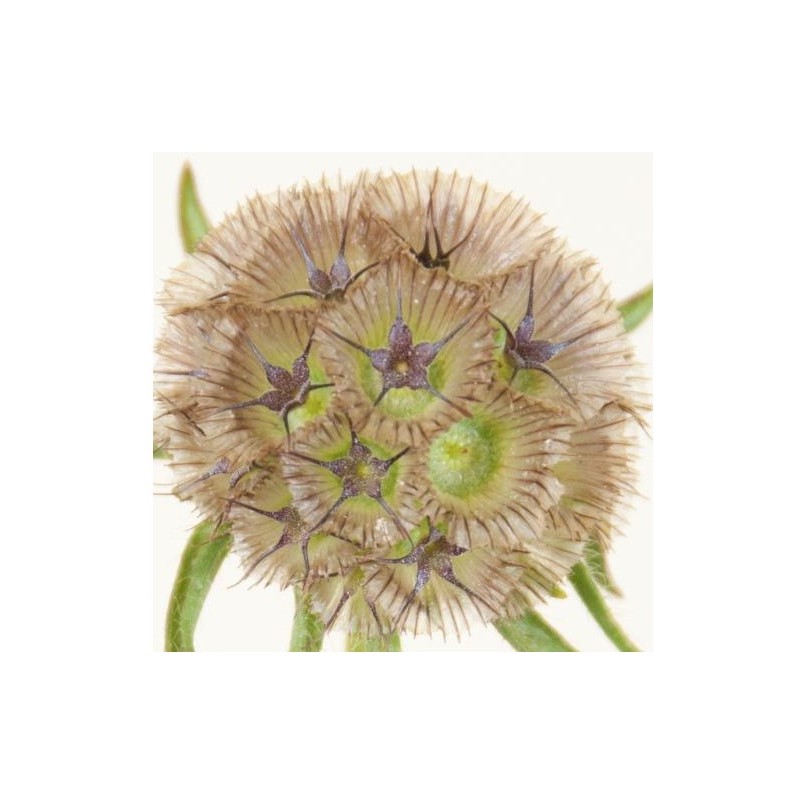 Scabiosa Stellata (seed box)