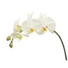 Orhideeoks (Phalaenopsis) valge