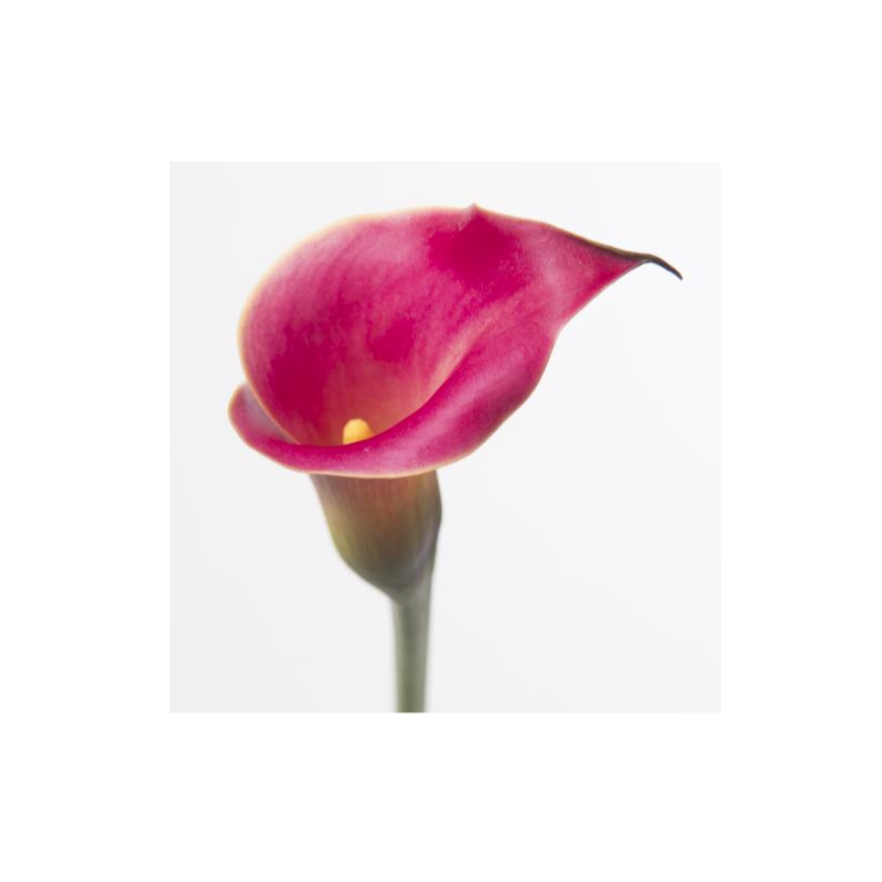 Kalla Red Charm 50cm punane