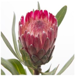 Protea Lancelot 40cm roosa