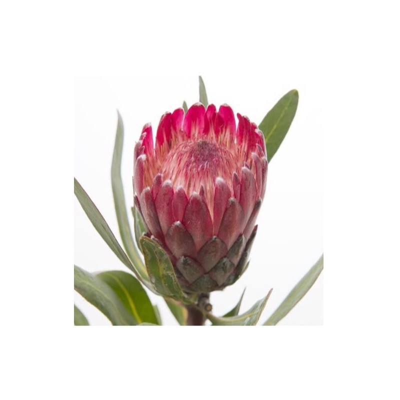 Protea Lancelot 40cm roosa