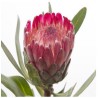 Protea Lancelot 40cm roosa