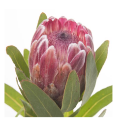 Protea Pink Ice roosa