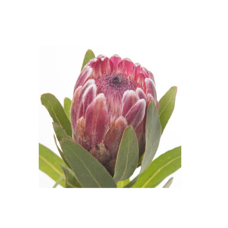 Protea Pink Ice roosa