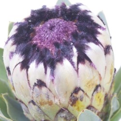 Protea Niobe 50cm valge-tumelilla äärega