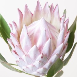 Protea Cynaroides 40cm heleroosa