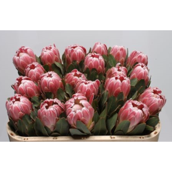 Protea Carnival 40-50cm roosa