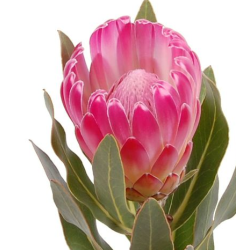 Protea Brenda 50-60cm roosa