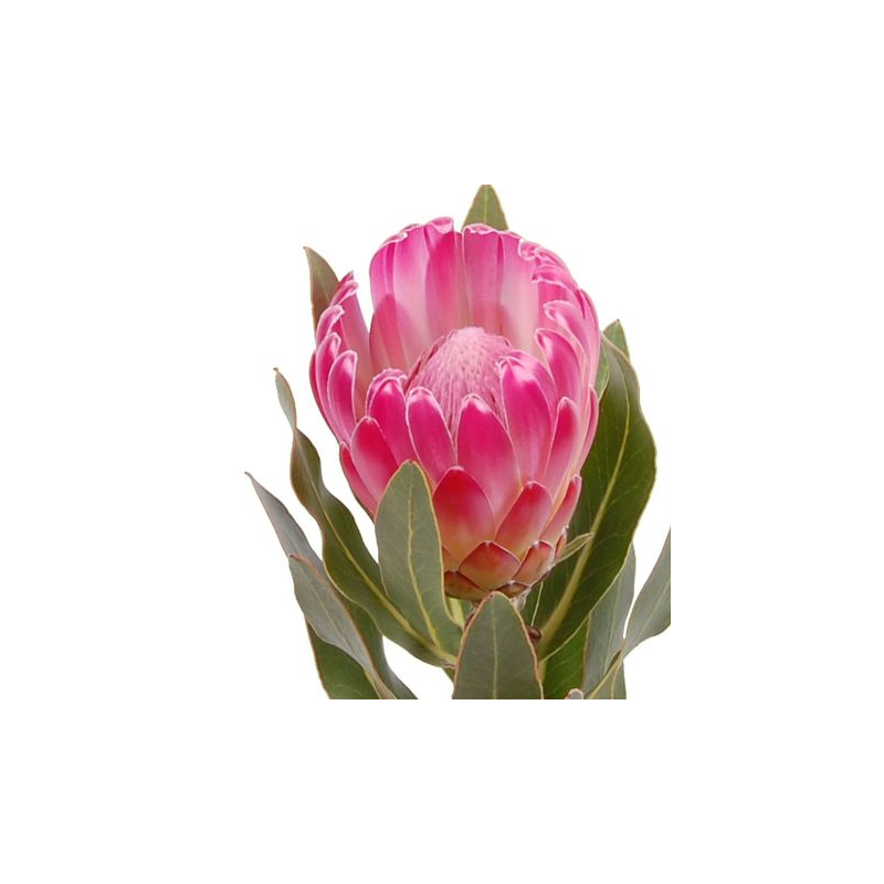Protea Brenda 50-60cm roosa