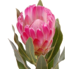 Protea Brenda 50-60cm roosa