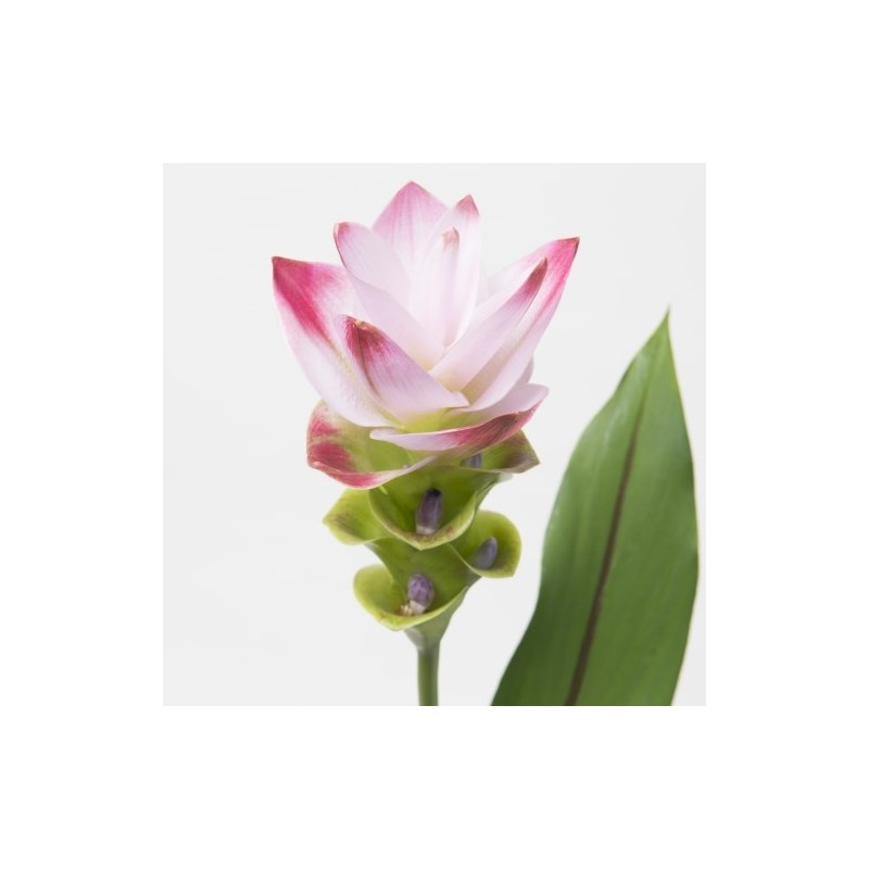 Curcuma Siam Sunrise kirju