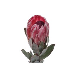 Protea Sharon 40-60cm roosa