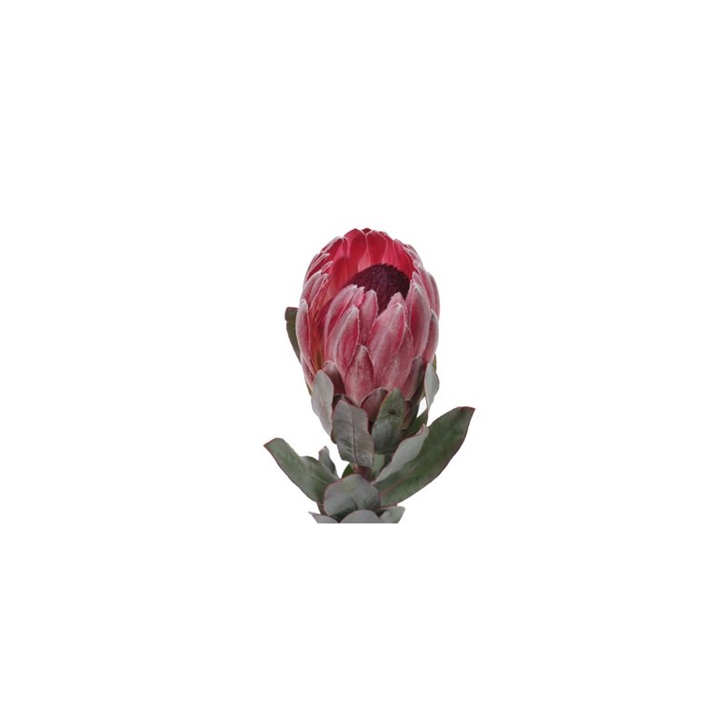 Protea Sharon 40cm roosa