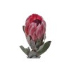 Protea Sharon 40cm roosa