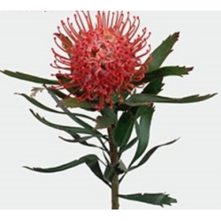 Leucospermum Tango 40cm punane