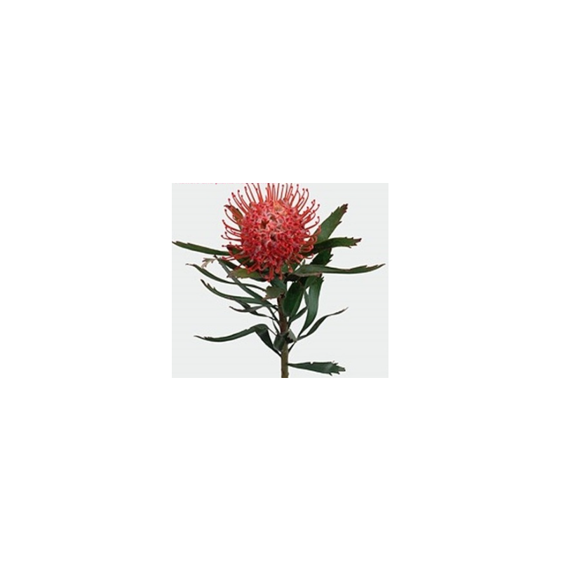 Leucospermum Tango 40cm punane