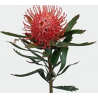 Leucospermum Tango 40cm punane