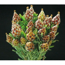 Leucadendron Mountain Rose 50cm