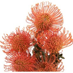 Leucospermum Succession 40-45cm oranž