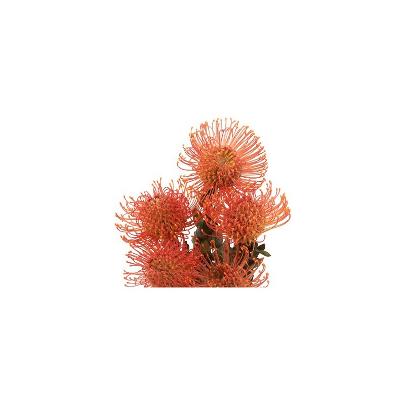 Leucospermum Succession 40-45cm oranž