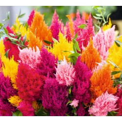 Celosia Plumosa mix