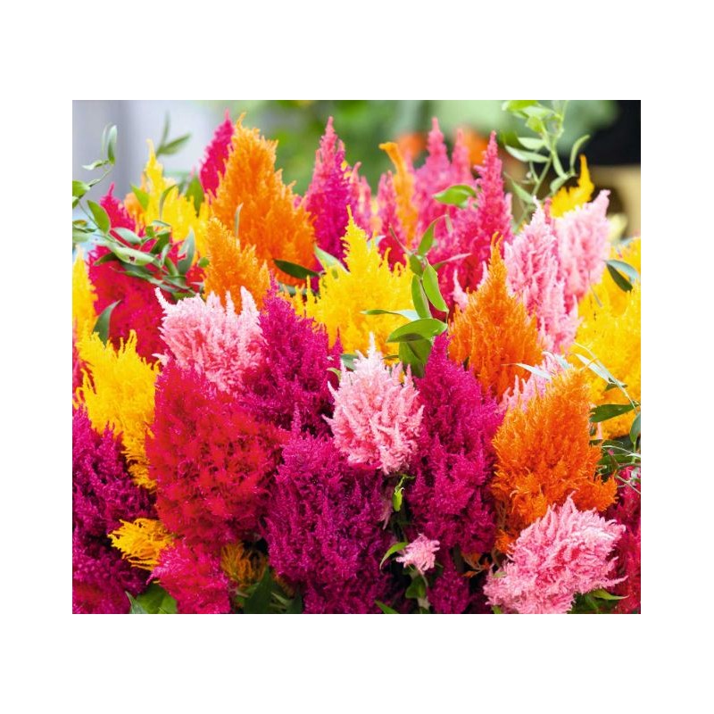 Celosia Plumosa mix