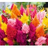 Celosia Plumosa mix