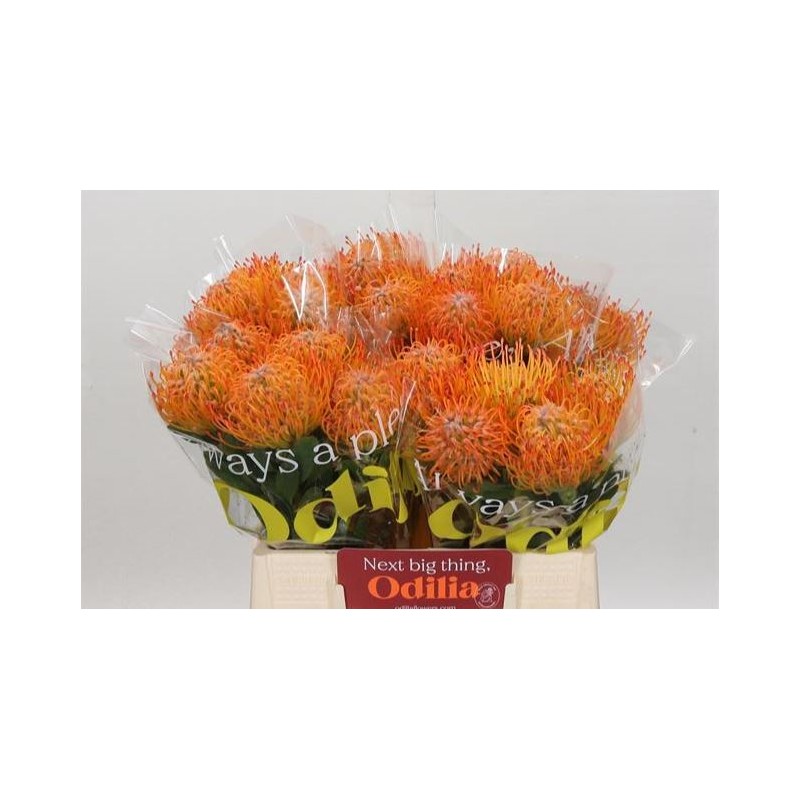 Leucospermum Ayoba Sun 40cm oranž